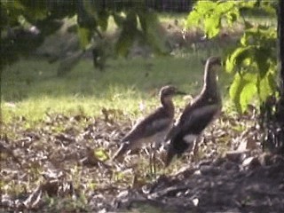 Bush Thick-knee - ML201717471