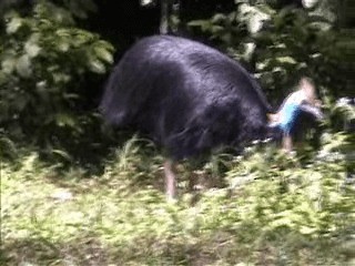 Southern Cassowary - ML201717501