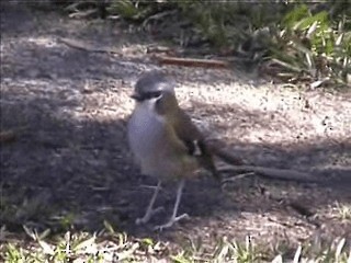 Gray-headed Robin - ML201717551