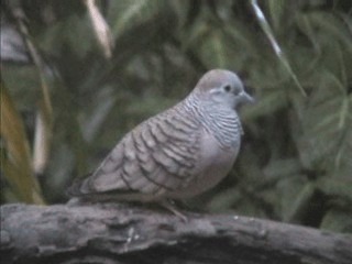 Peaceful Dove - ML201717591