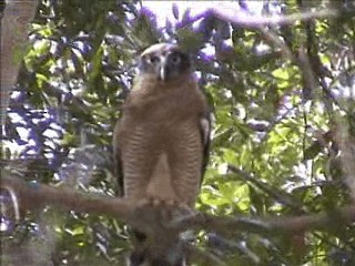 Rufous Owl - ML201717621