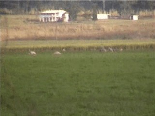 Sarus Crane - ML201717651