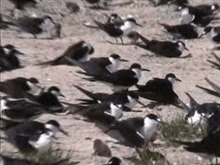 Sooty Tern - ML201717681