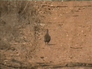 Squatter Pigeon - ML201717691