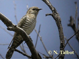 Horsfield's Bronze-Cuckoo - ML201717821