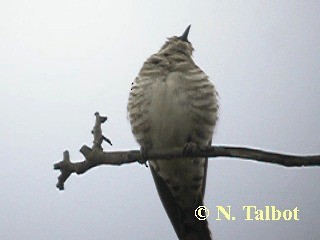 Horsfield's Bronze-Cuckoo - ML201717831