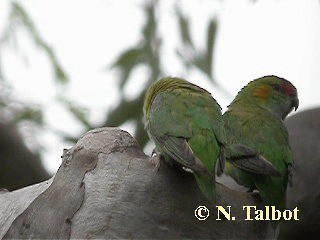 Purple-crowned Lorikeet - ML201717841