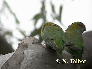 ムラサキガシラジャコウインコ - ML201717841