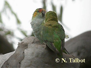 ムラサキガシラジャコウインコ - ML201717851