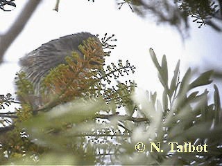 Little Wattlebird - ML201717871