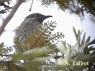 Little Wattlebird - ML201717881