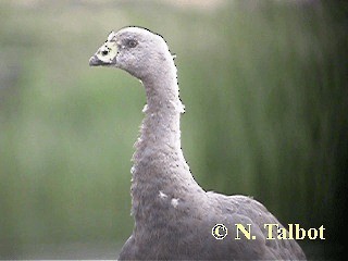 Cape Barren Goose - ML201717901