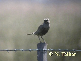 Brown Songlark - ML201717911