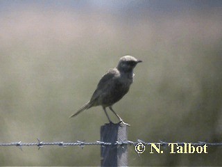 Brown Songlark - ML201717921