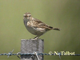 Singing Bushlark (Australasian) - ML201717961