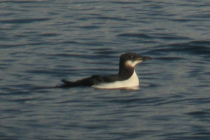 Thick-billed Murre - ML20171801