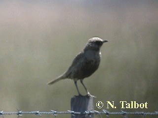 Brown Songlark - ML201718011