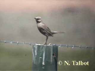 Brown Songlark - ML201718041