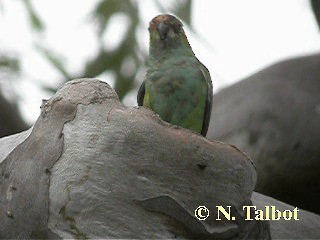 ムラサキガシラジャコウインコ - ML201718061