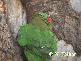 Musk Lorikeet - ML201718081