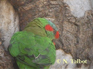 Musk Lorikeet - ML201718101