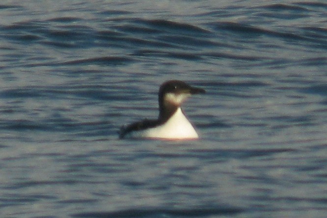 Thick-billed Murre - ML20171811