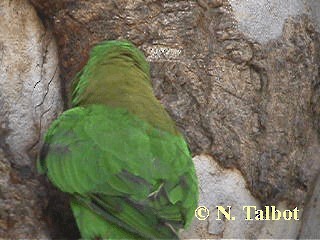 Musk Lorikeet - ML201718111