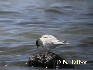 Common Tern (longipennis) - ML201718121