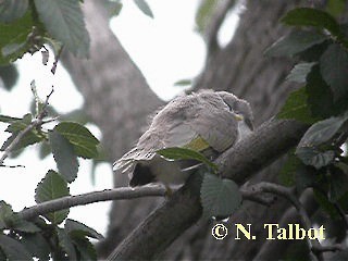 Noisy Miner - ML201718221