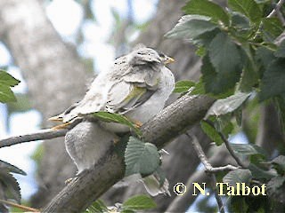 Weißstirn-Schwatzvogel - ML201718231