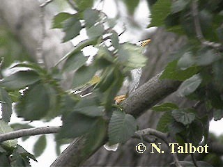 Noisy Miner - ML201718241