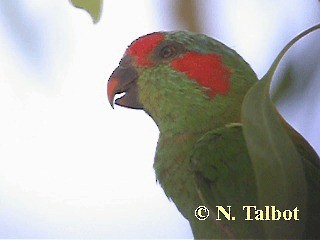 Musk Lorikeet - ML201718261