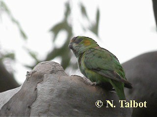 ムラサキガシラジャコウインコ - ML201718271