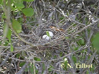 Bar-shouldered Dove - ML201718321