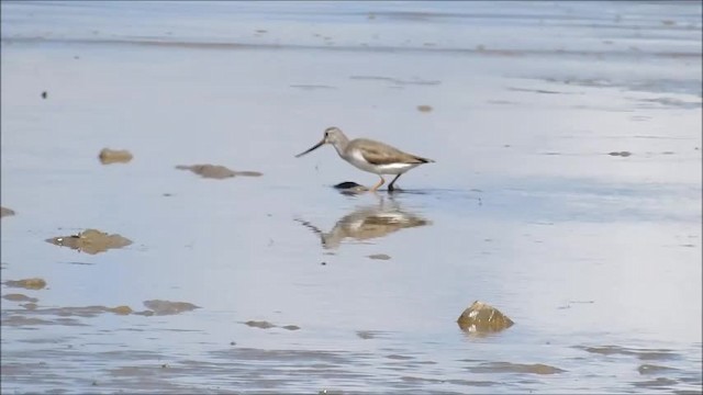 Terek Sandpiper - ML201718381