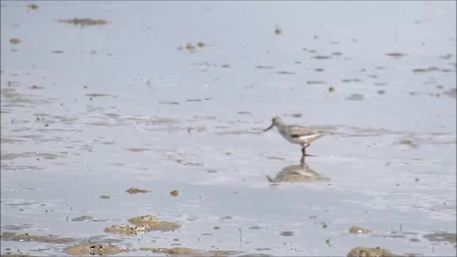 Terek Sandpiper - ML201718391