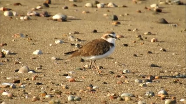 Javan Plover - ML201718401