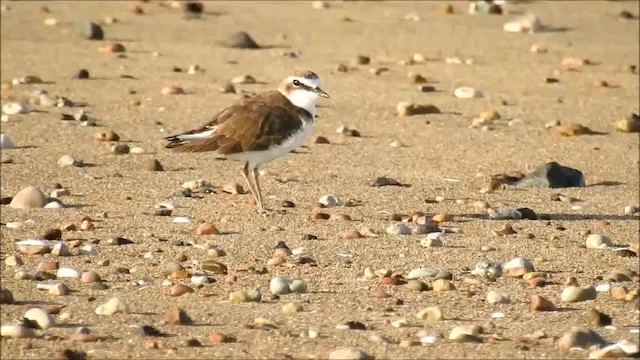 Javan Plover - ML201718411