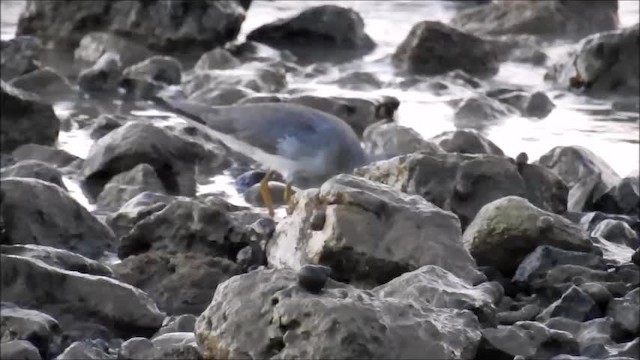Gray-tailed Tattler - ML201718421