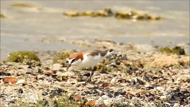 Red-capped Plover - ML201718431