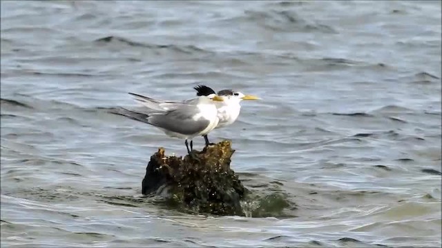 Great Crested Tern - ML201718441