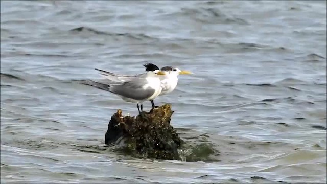 鳳頭燕鷗 - ML201718441