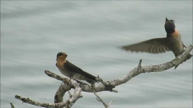 Hirondelle de Tahiti (groupe javanica) - ML201718461