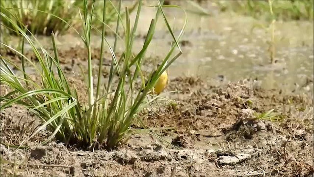 Eastern Yellow Wagtail (Eastern) - ML201718551