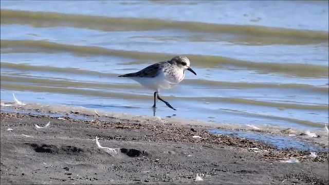 rødstrupesnipe - ML201718681