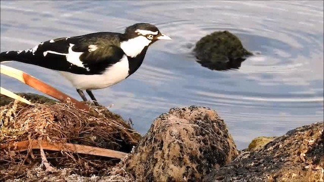 skjærelerke - ML201718701