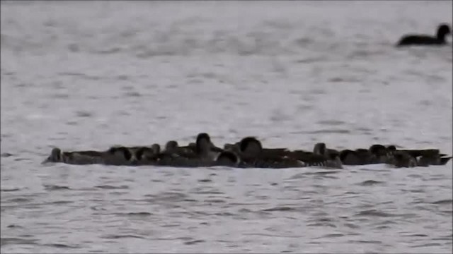 Pink-eared Duck - ML201718711