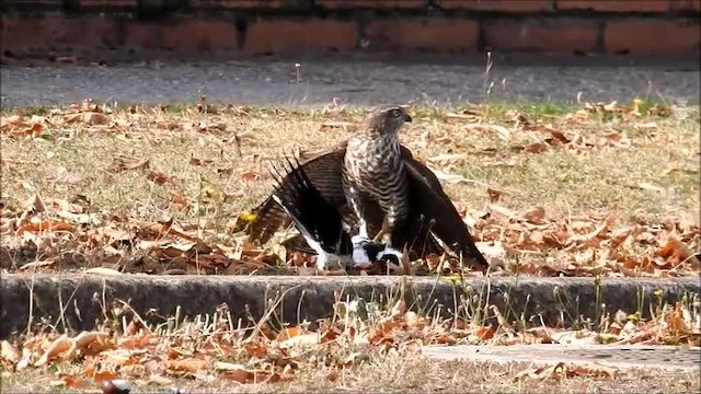 Collared Sparrowhawk - ML201718751