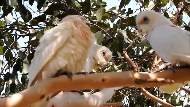 Little Corella - ML201718761