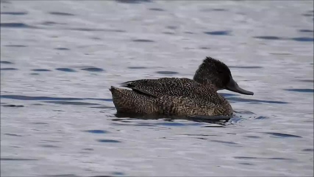 Stictonette tachetée - ML201718771